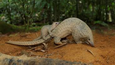 sunda pangolins